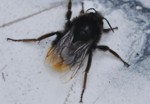 Gehörnte Mauerbiene