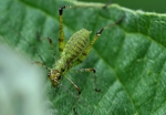 Heuschreckenlarve