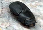 Dorcus parallelopipedes