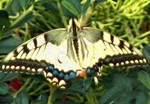 Schwalbenschwanz_Papilio machaon